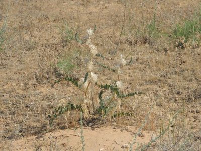Astragalus vulpinus, photographed by Konstantin Grebennikov