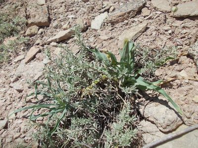 Atriplex cana, photographed by Konstantin Grebennikov