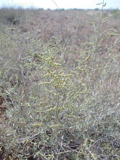 Atriplex cana, photographed by Konstantin Grebennikov