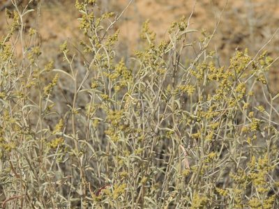 Atriplex cana, photographed by Konstantin Grebennikov