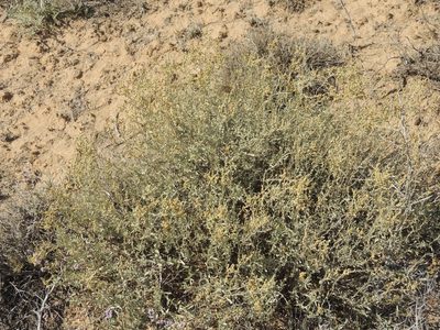 Atriplex cana, photographed by Konstantin Grebennikov