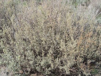 Atriplex cana, photographed by Konstantin Grebennikov