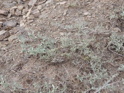 Atriplex cana, photographed by Konstantin Grebennikov