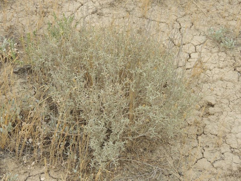 Atriplex cana, photographed by Konstantin Grebennikov