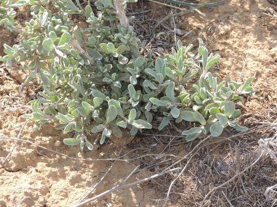 Atriplex cana, photographed by Konstantin Grebennikov