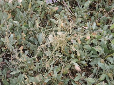 Halimione verrucifera, photographed by Konstantin Grebennikov