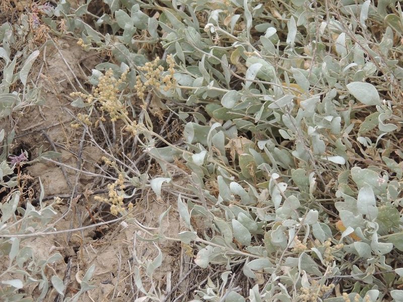 Halimione verrucifera, photographed by Konstantin Grebennikov