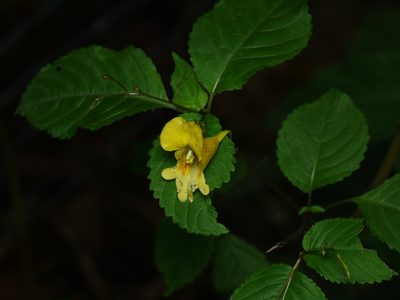 Impatiens edgeworthii, photographed by Alexis Tinker-Tsavalas