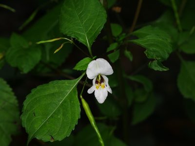 Impatiens edgeworthii, photographed by Alexis Tinker-Tsavalas
