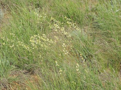 Sisymbrium polymorphum, photographed by Konstantin Grebennikov
