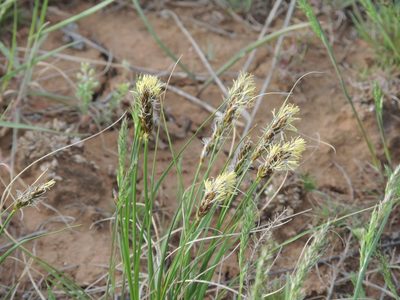Carex stenophylla, photographed by Konstantin Grebennikov