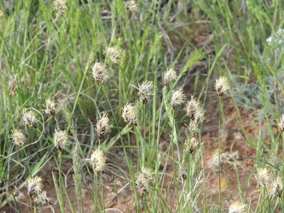 Carex stenophylla, photographed by Konstantin Grebennikov