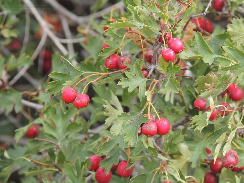 Crataegus ambigua, photographed by Konstantin Grebennikov