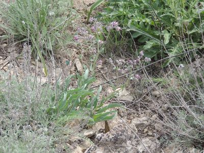 Rindera tetraspis, photographed by Konstantin Grebennikov