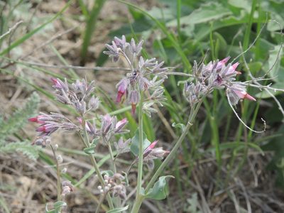 Rindera tetraspis, photographed by Konstantin Grebennikov