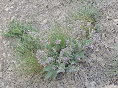 Rindera tetraspis, photographed by Konstantin Grebennikov
