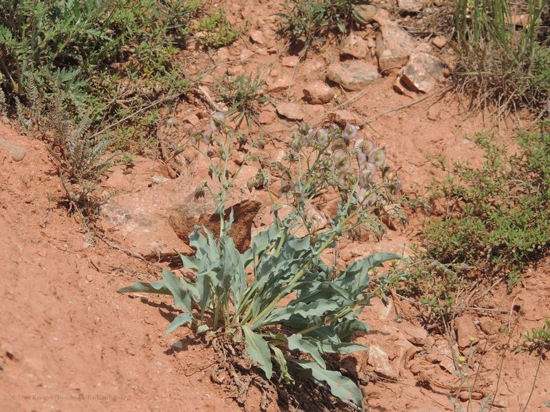 Rindera tetraspis, photographed by Konstantin Grebennikov