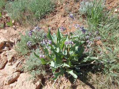 Rindera tetraspis, photographed by Konstantin Grebennikov