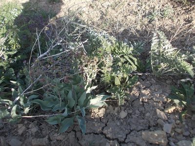 Rindera tetraspis, photographed by Konstantin Grebennikov