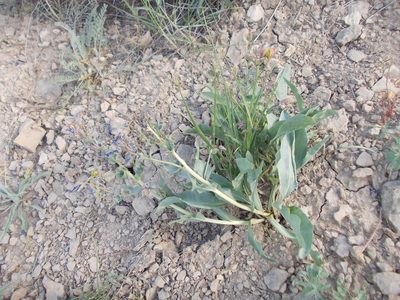 Rindera tetraspis, photographed by Konstantin Grebennikov