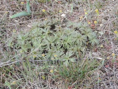 Delphinium puniceum, photographed by Konstantin Grebennikov