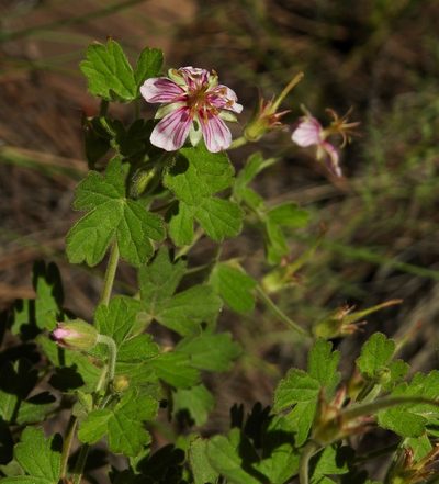 Geranium lentum, photographed by Laura Gaudette