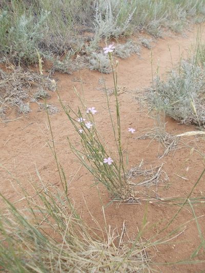 Dianthus polymorphus, photographed by Konstantin Grebennikov
