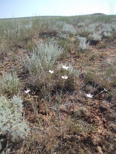Dianthus polymorphus, photographed by Konstantin Grebennikov