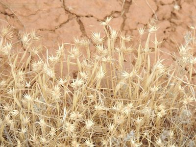 Eremopyrum orientale, photographed by Konstantin Grebennikov