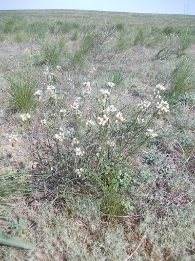 Erysimum leucanthemum, photographed by Konstantin Grebennikov