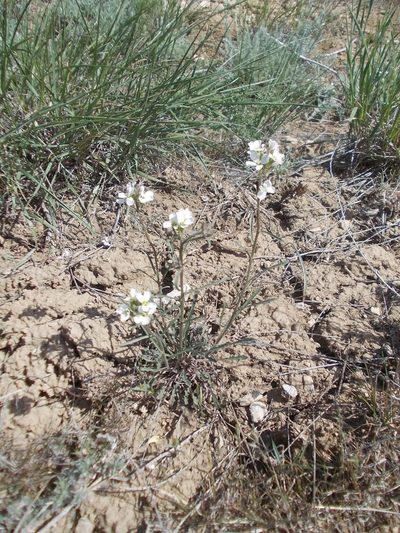 Erysimum leucanthemum, photographed by Konstantin Grebennikov