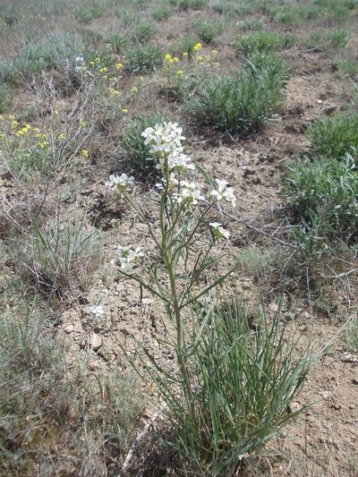 Erysimum leucanthemum, photographed by Konstantin Grebennikov