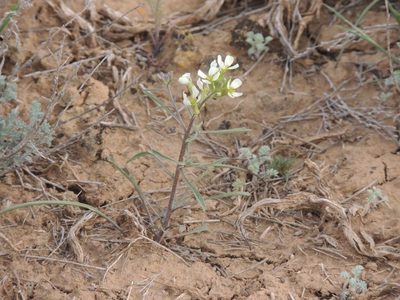 Erysimum leucanthemum, photographed by Konstantin Grebennikov