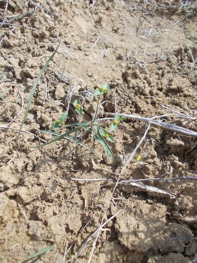 Euphorbia astrachanica, photographed by Konstantin Grebennikov