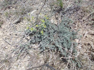 Euphorbia astrachanica, photographed by Konstantin Grebennikov