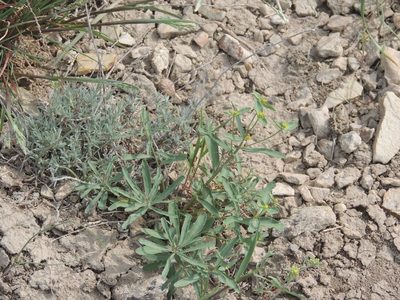 Euphorbia astrachanica, photographed by Konstantin Grebennikov
