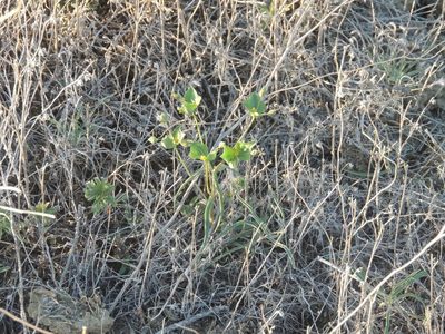 Euphorbia astrachanica, photographed by Konstantin Grebennikov