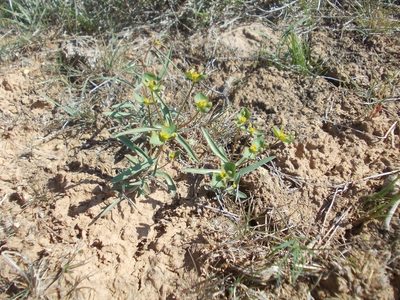 Euphorbia astrachanica, photographed by Konstantin Grebennikov