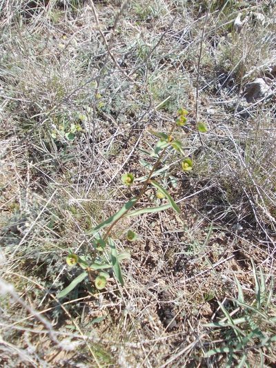Euphorbia astrachanica, photographed by Konstantin Grebennikov