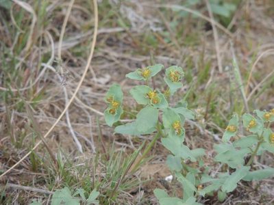 Euphorbia undulata, photographed by Konstantin Grebennikov