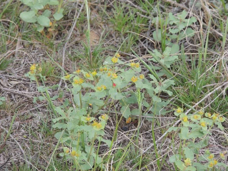 Euphorbia undulata, photographed by Konstantin Grebennikov