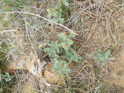 Euphorbia undulata, photographed by Konstantin Grebennikov