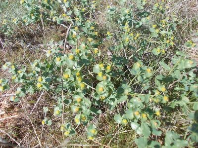 Euphorbia undulata, photographed by Konstantin Grebennikov
