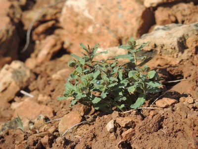 Euphorbia undulata, photographed by Konstantin Grebennikov