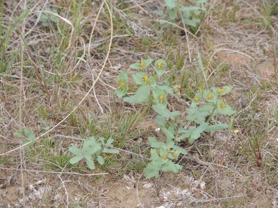 Euphorbia undulata, photographed by Konstantin Grebennikov