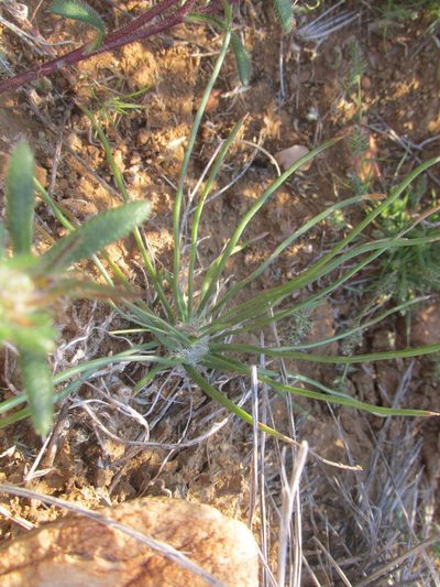 Plantago capillaris, photographed by Caroline Voget