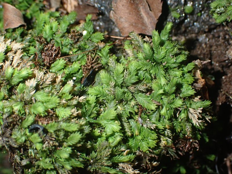 Fissidens bushii, photographed by Roger Rittmaster