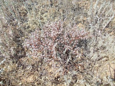 Goniolimon rubellum, photographed by Konstantin Grebennikov