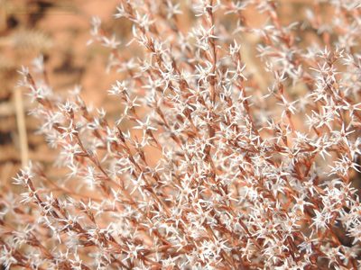 Goniolimon rubellum, photographed by Konstantin Grebennikov