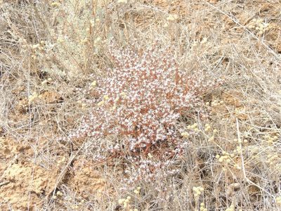 Goniolimon rubellum, photographed by Konstantin Grebennikov